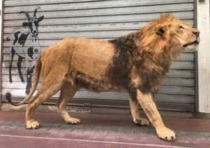 LION TAIWAN